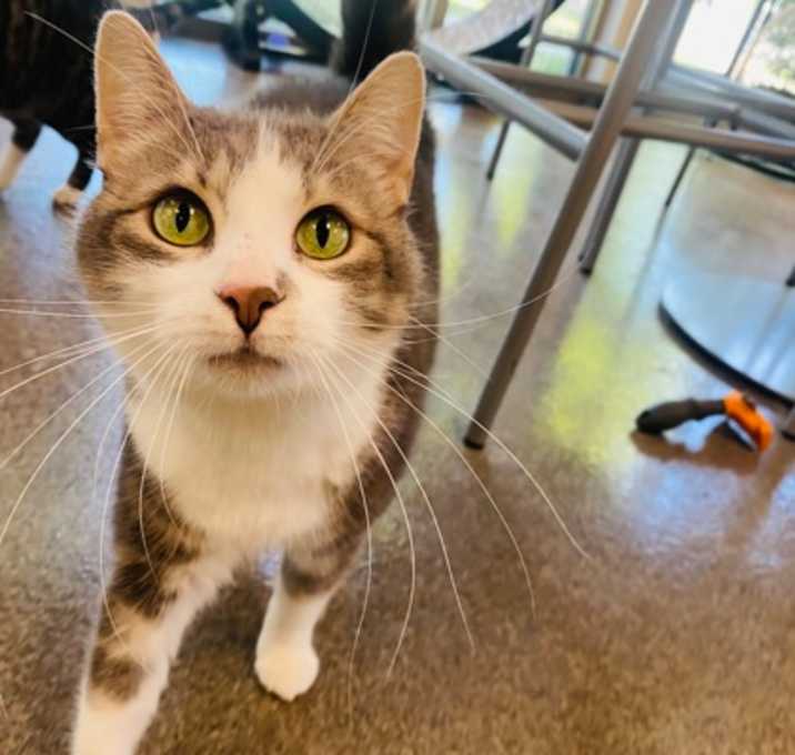 Photo of Ava (Cat Cafe)