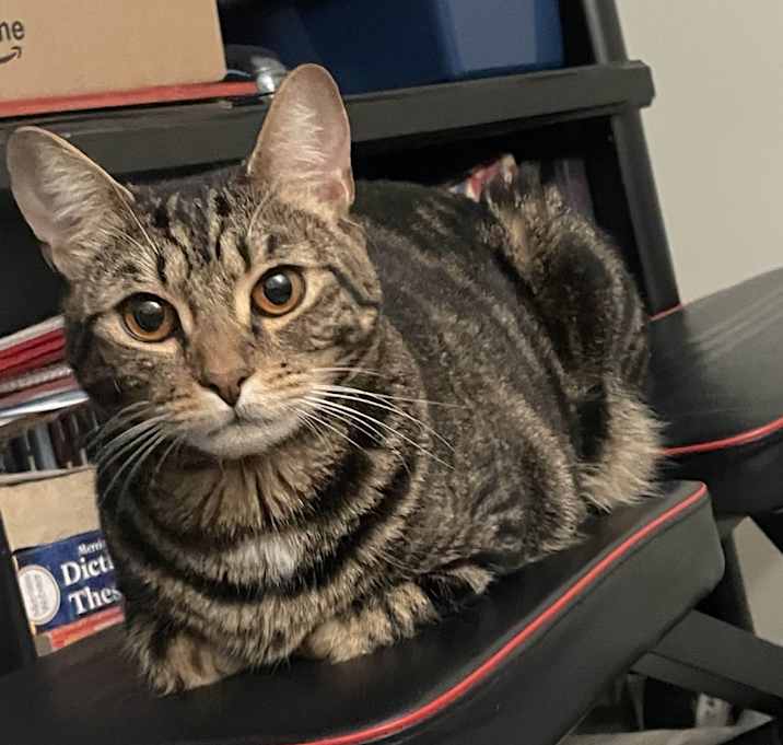 Photo of LEIA
