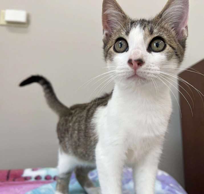 Photo of Bandit