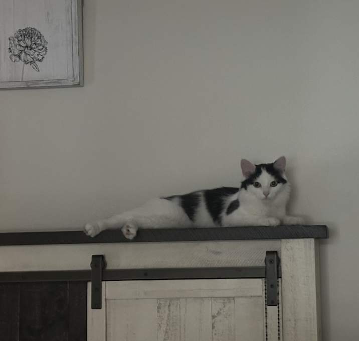 Photo of Baby kitty