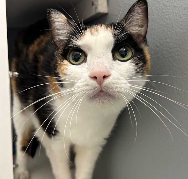 Photo of Shadow- Eureka Petsense