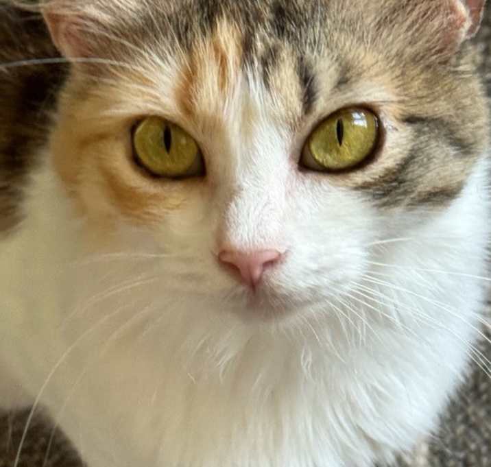 Photo of Cindy
