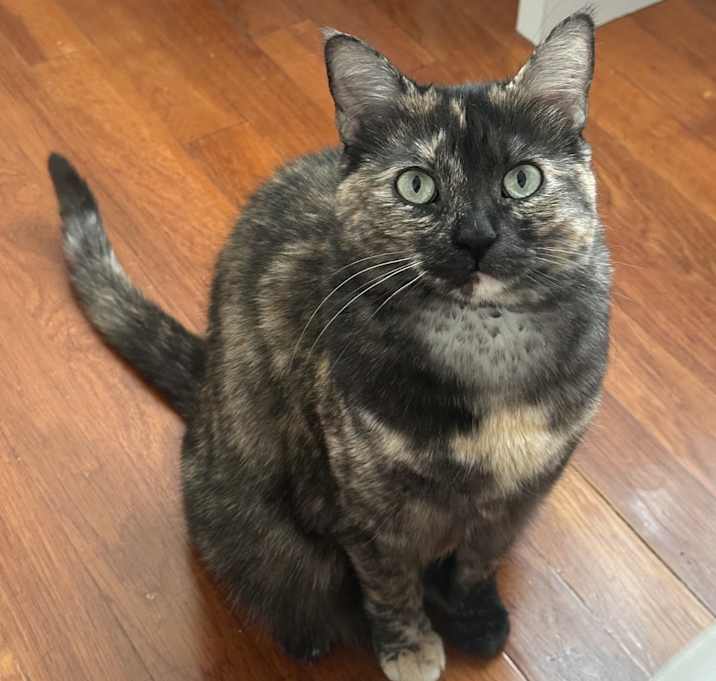 Photo of Mocha