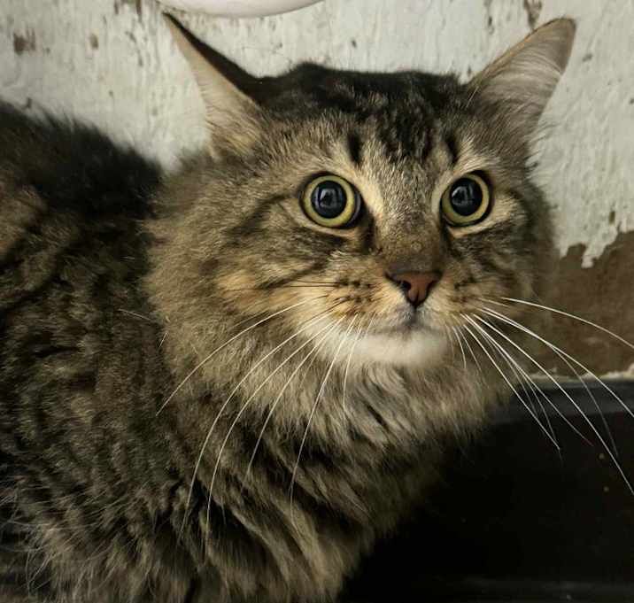 Photo of Cheeseburger