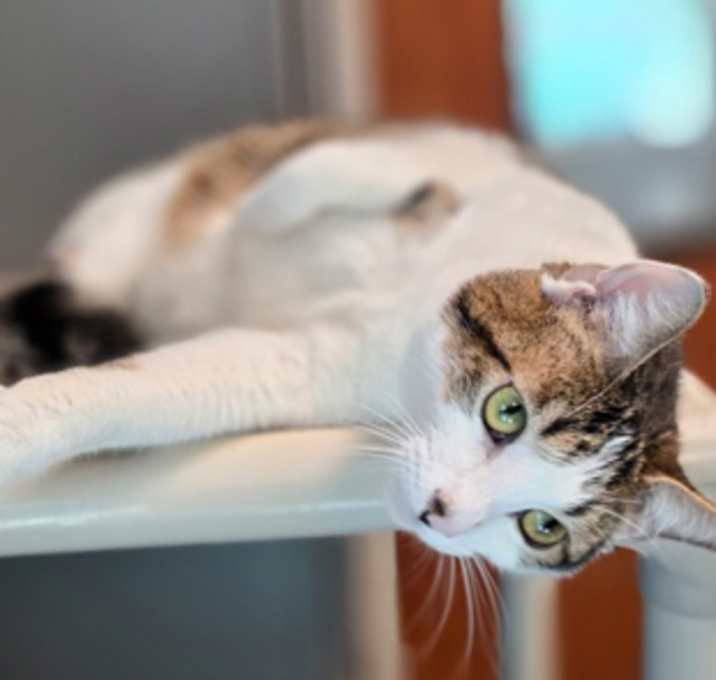 Photo of Gizmo