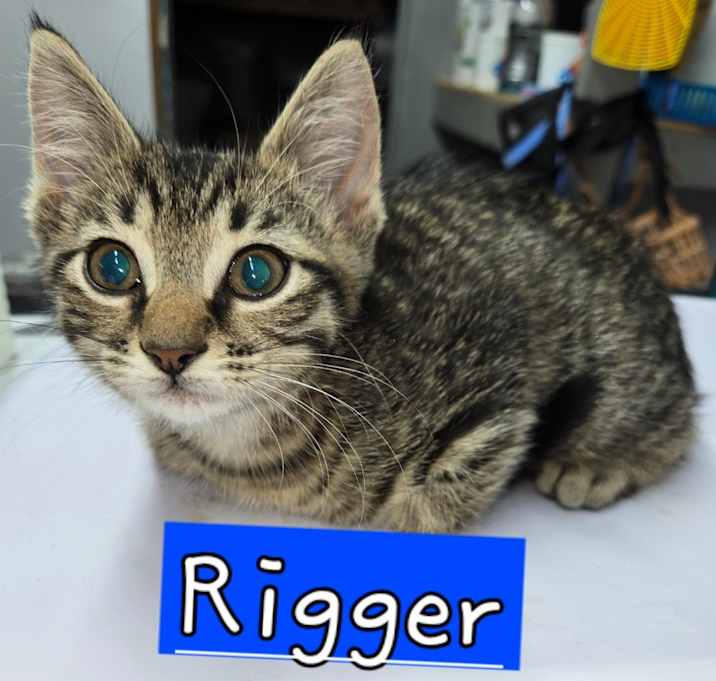 Photo of Rigger