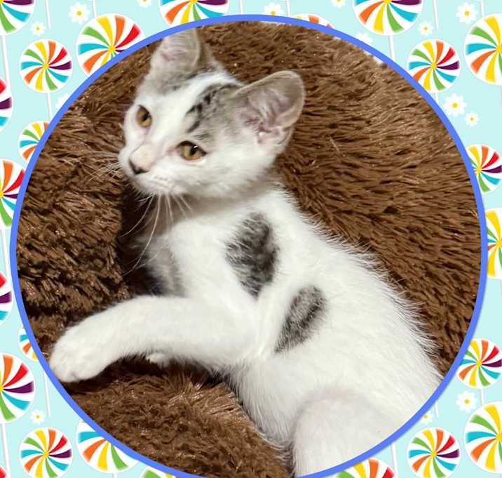 Photo of Yapper