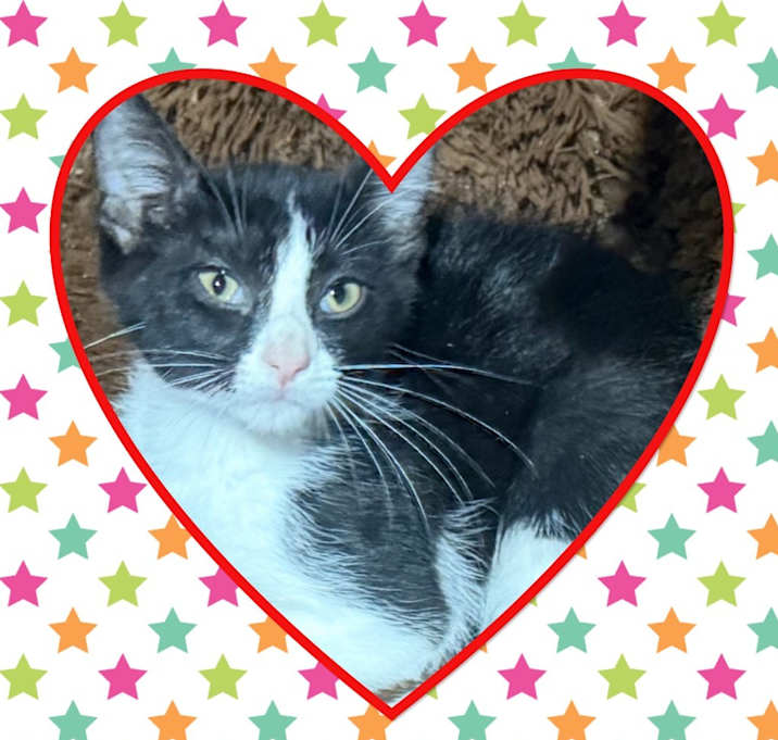 Photo of Oreo