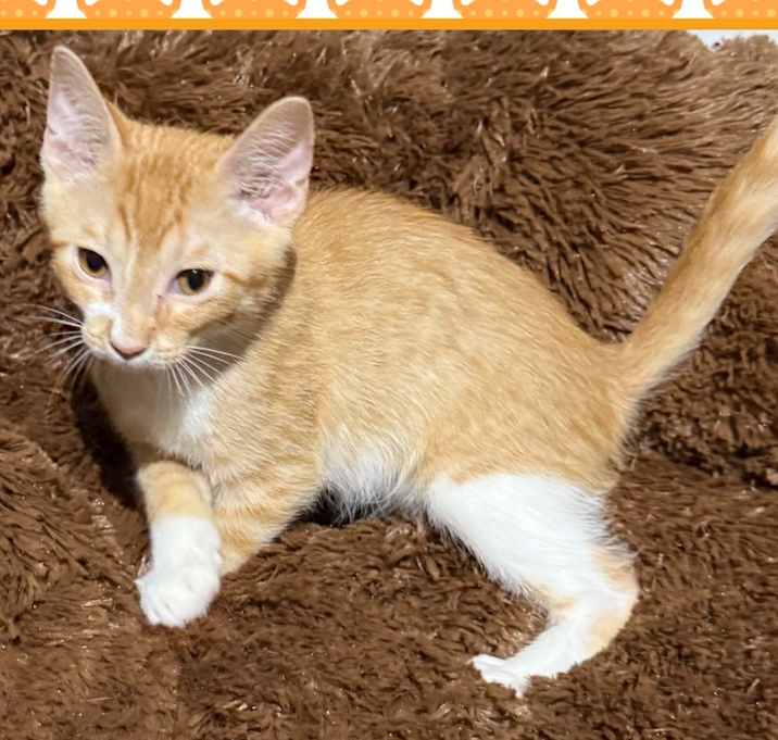 Photo of Garfield