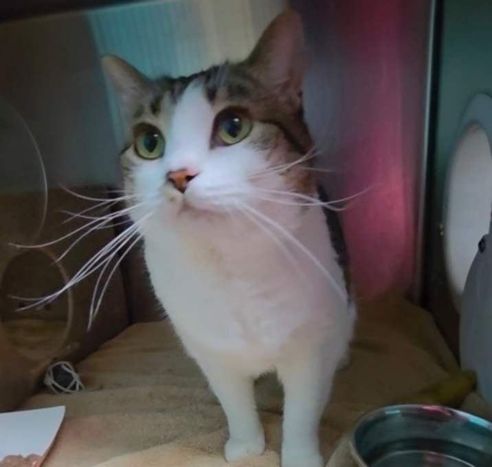 Photo of Honey