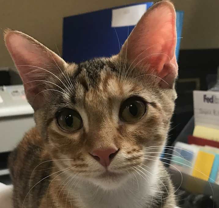 Photo of Patches