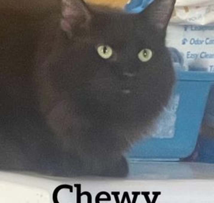 Photo of Chewy