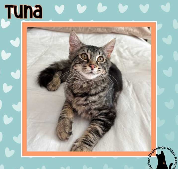 Photo of Tuna