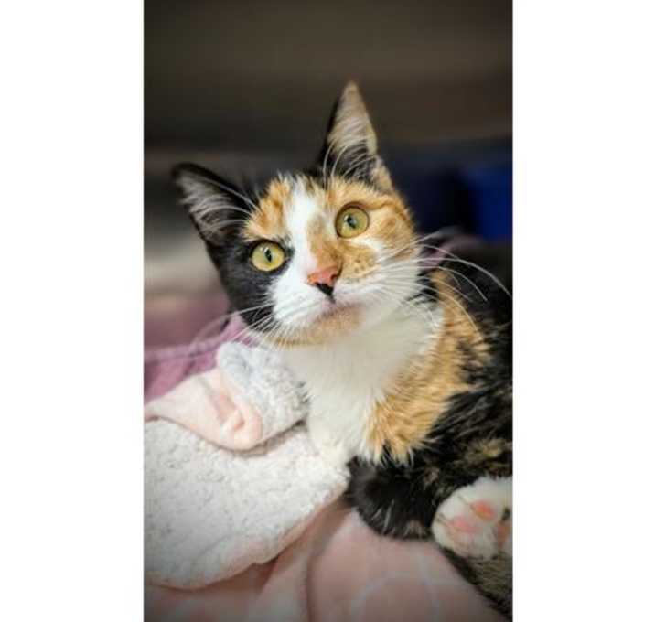 Photo of PATCHES (ABS)