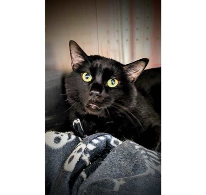 Photo of ASHER (ABS) - HIDDEN GEM