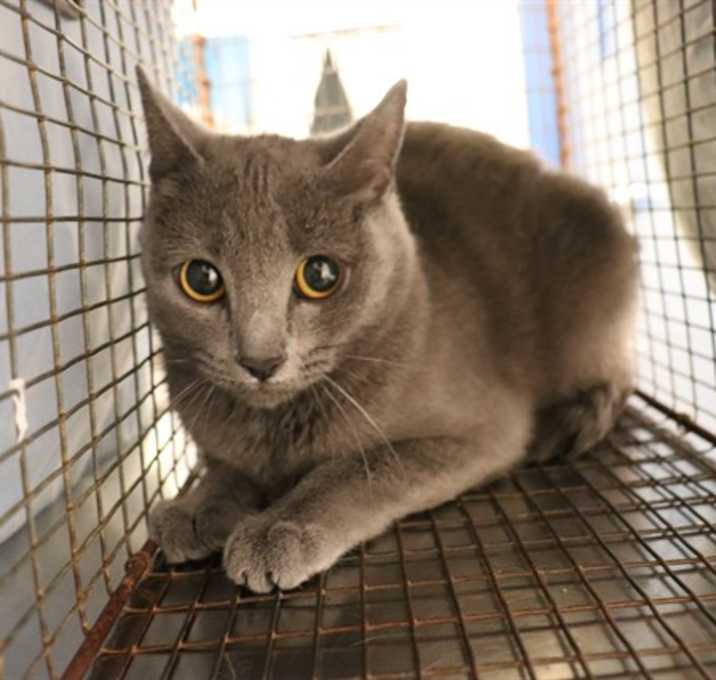 Photo of SMOKEY (ABS) - HIDDEN GEM