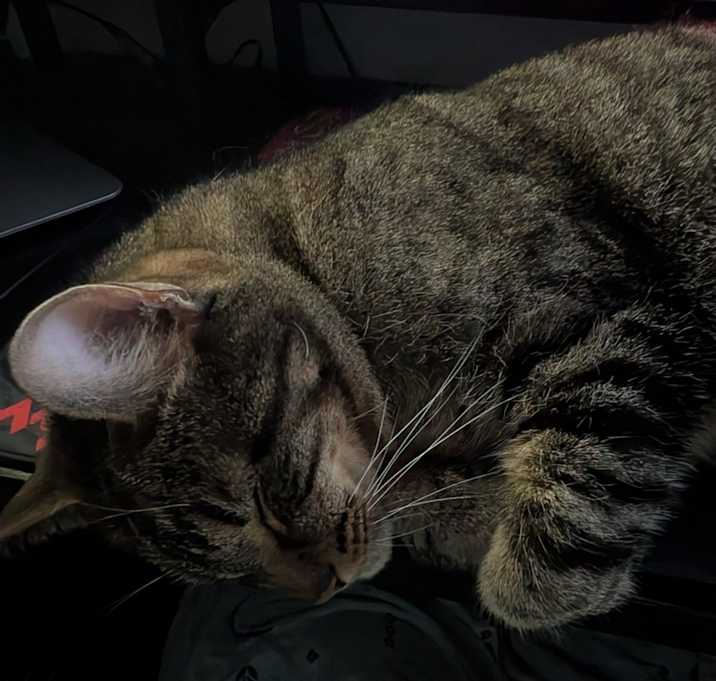 Photo of Widget