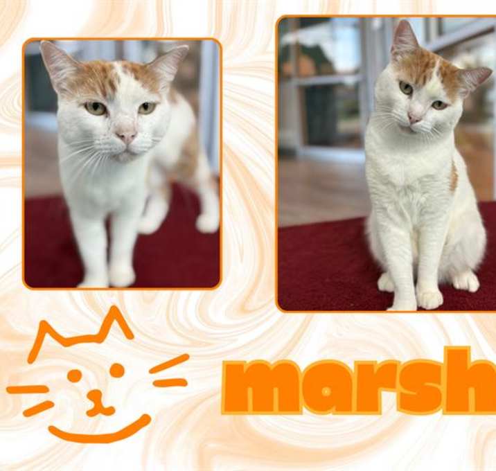 Photo of MARSHIE
