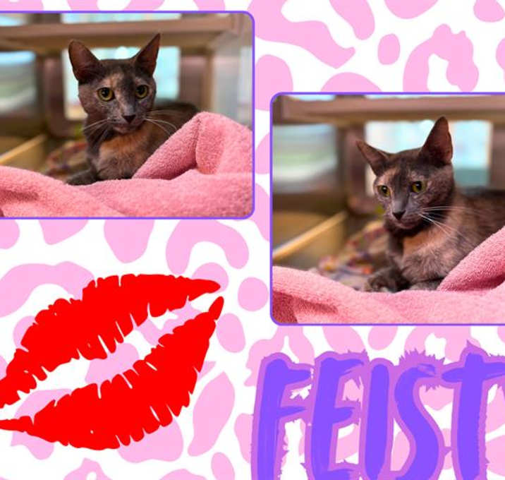 Photo of FEISTY