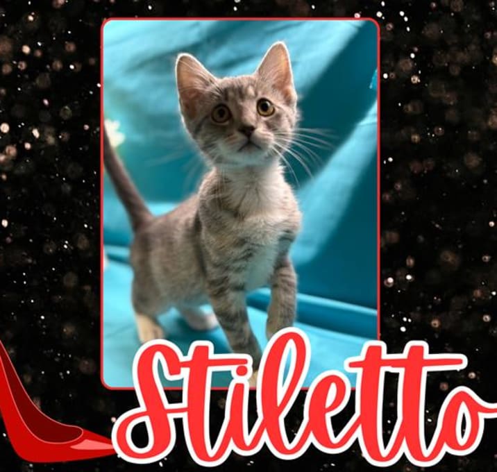 Photo of STILETTO