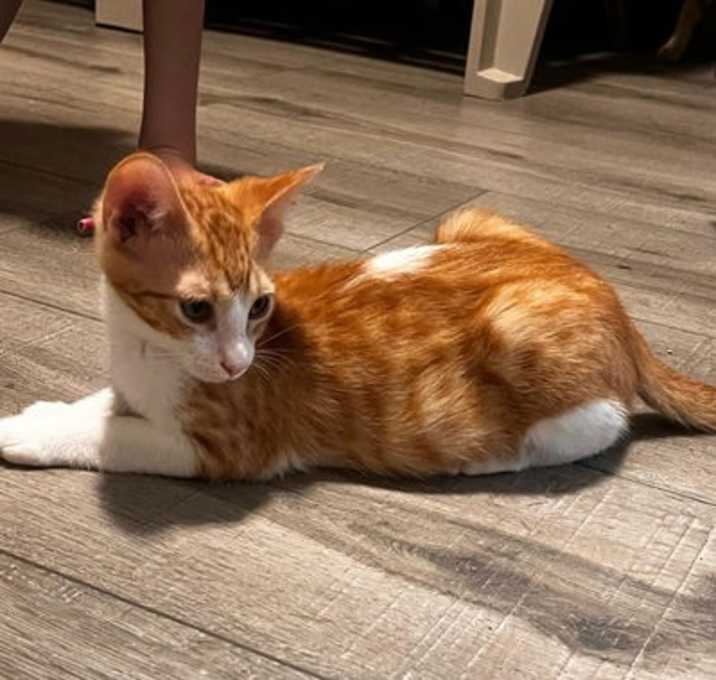 Photo of Tigger (and Goofy)