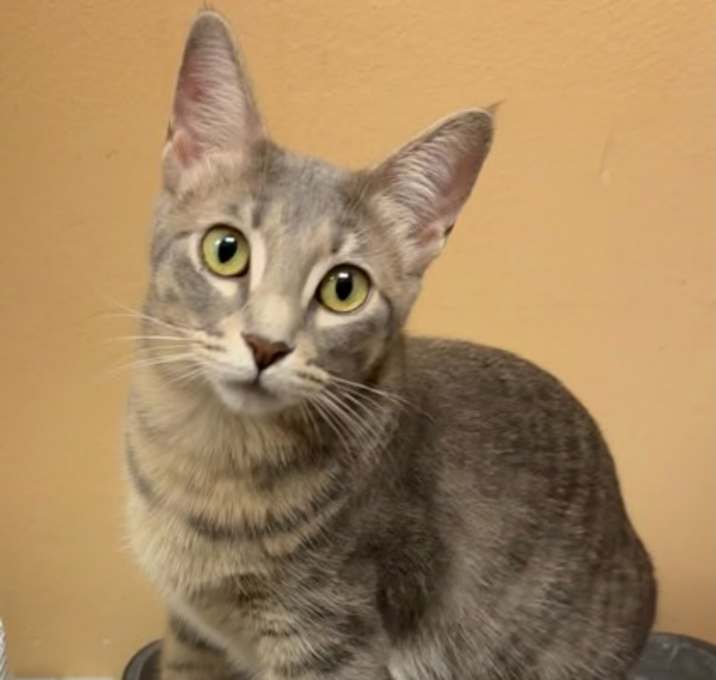 Photo of Sage