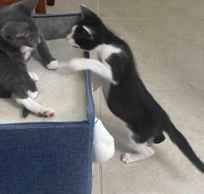 Photo of Gidget & Grey Goose