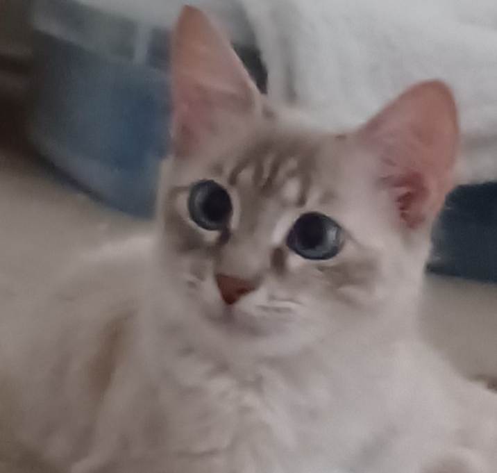 Photo of Chloe