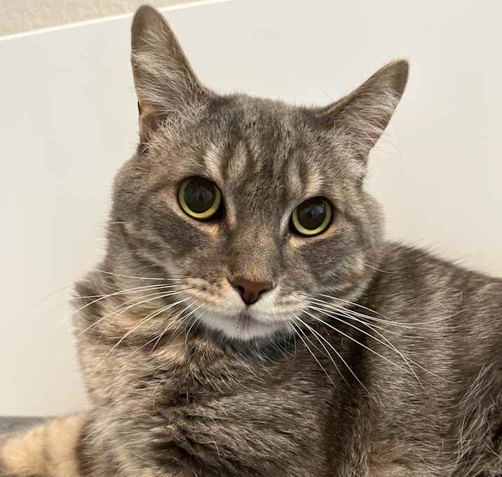 Photo of Pimento