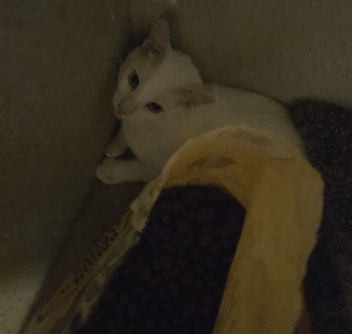 Photo of Queso