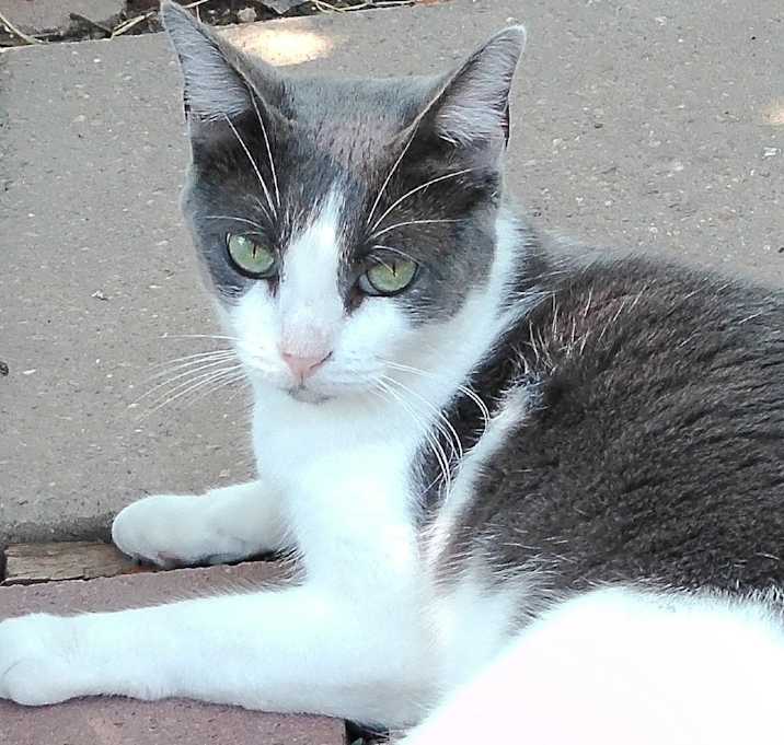 Photo of Peppa Pig GC*