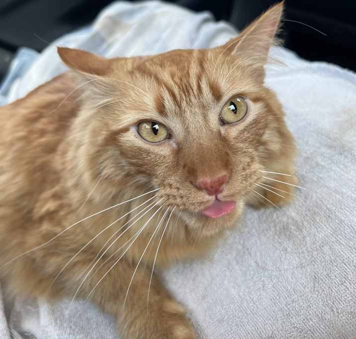 Photo of Strider