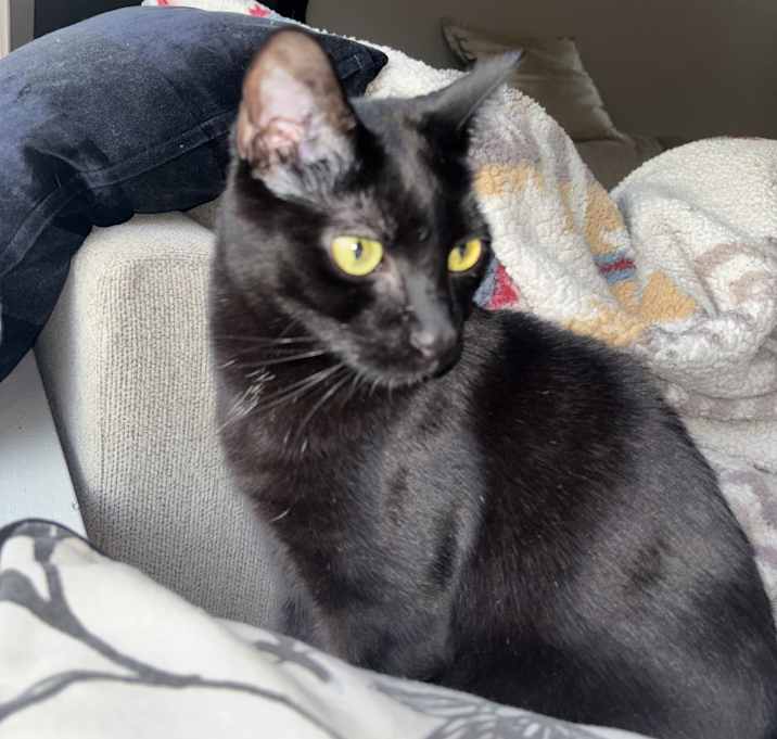 Photo of Mango