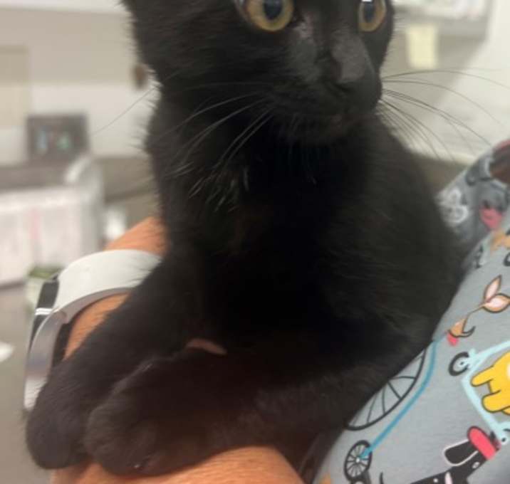 Photo of 656510 Nettle