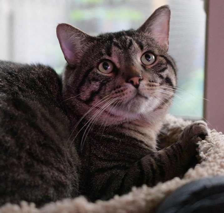 Photo of Justin Jefferson (JJ) / Lucien