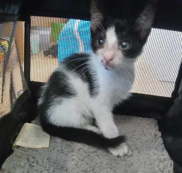 Photo of Mambo 