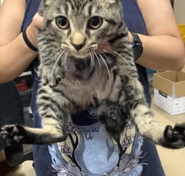 Photo of Tiger