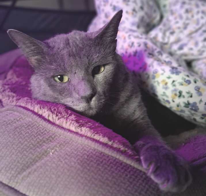 Photo of Waffle Ball