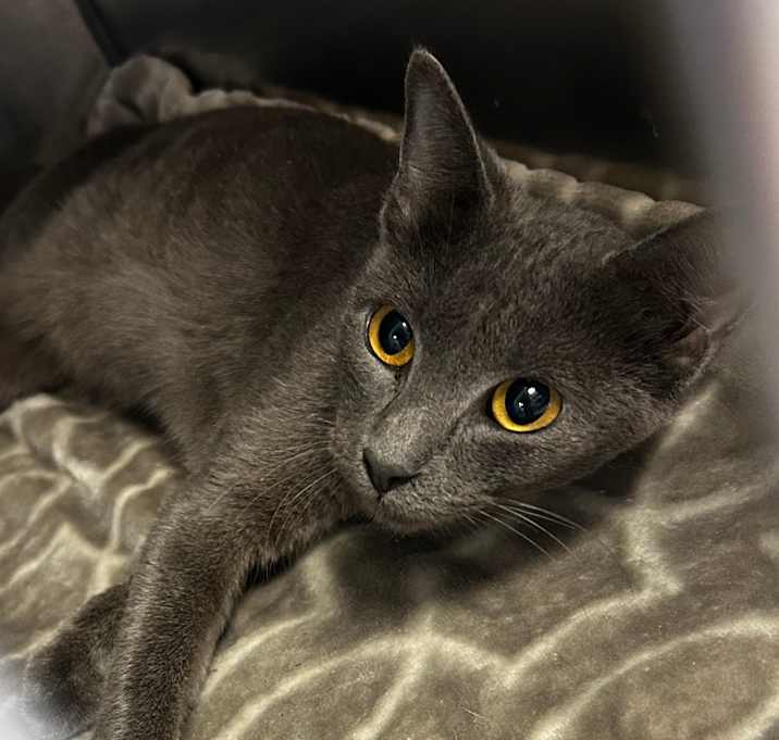 Photo of Laylah