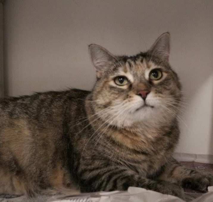 Photo of Pooka