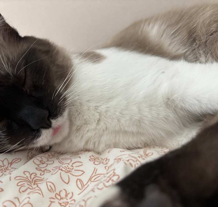 Photo of Pearl