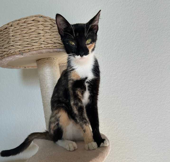 Photo of Jade