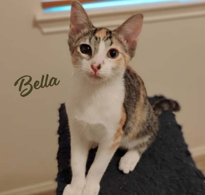 Photo of Bella #fesity-&-cuddly