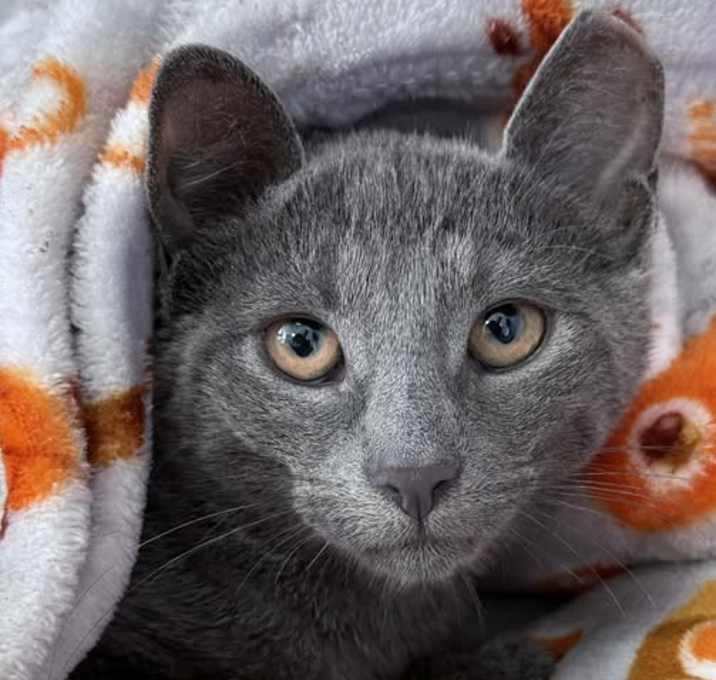 Photo of Remi