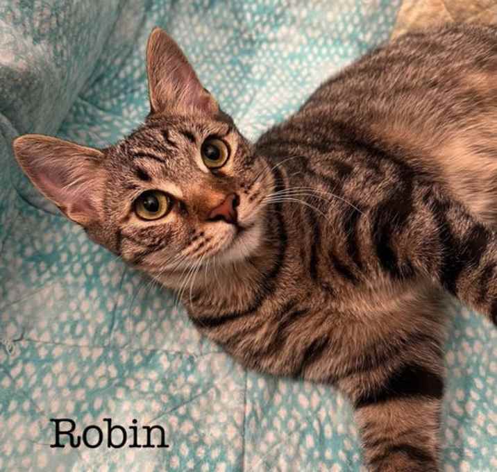 Photo of Robin
