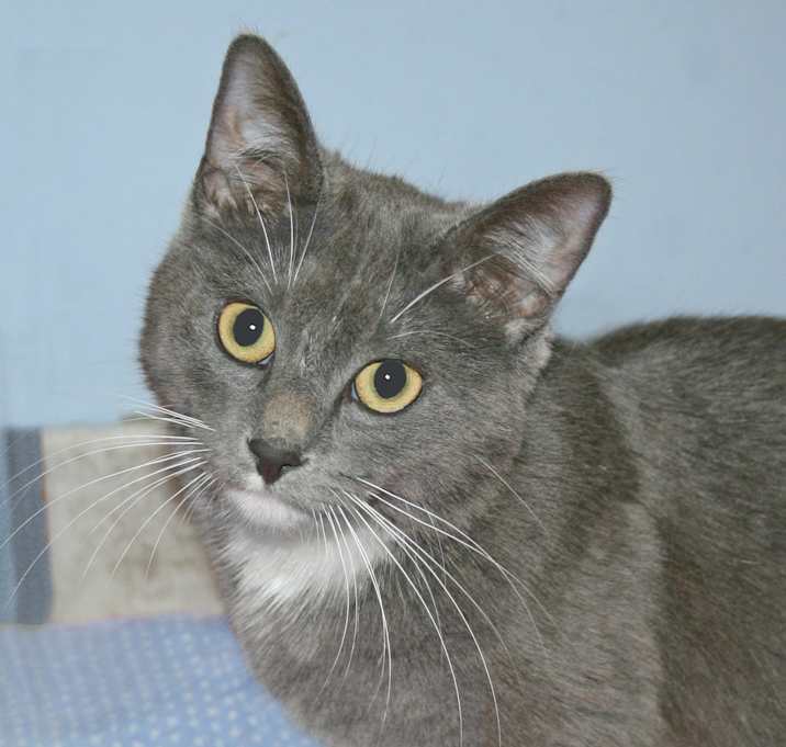 Kittens and Cats in Waconia, MN - Adoptapet.com