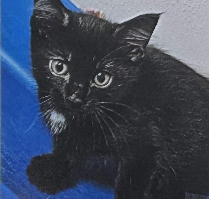 Photo of Gobber  (Velvet kitten #2)