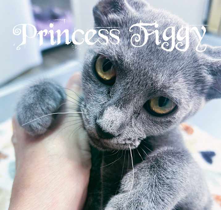 Photo of Princess Figgy