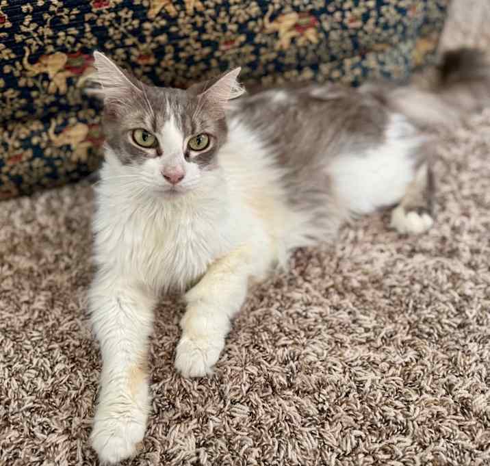 Photo of Meowidith Grey