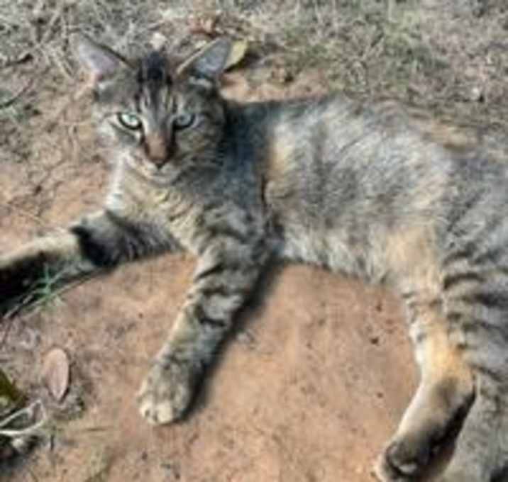 Photo of Cantina Crispy Taco